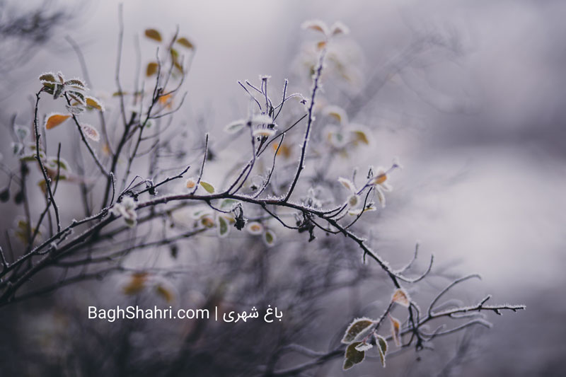 شرایط مقدماتی احداث باغ