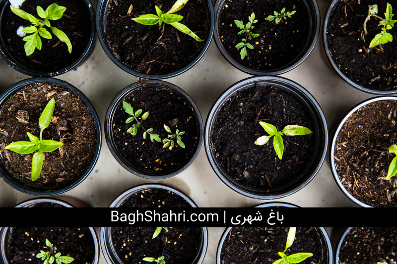 شرایط مقدماتی احداث باغ