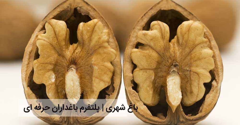 مغز گردو سیاه