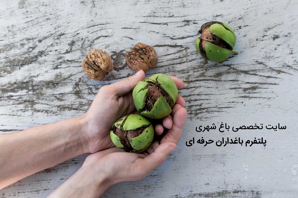 چرا مغز گردو سیاه میشود