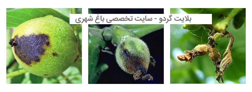 مبارزه با بلایت گردو