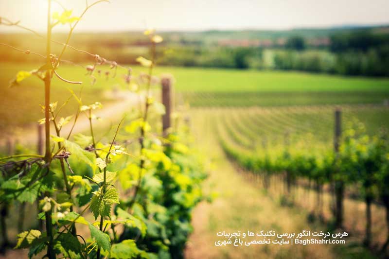 هرس درخت انگور بررسی تکنیک ها و تجربیات