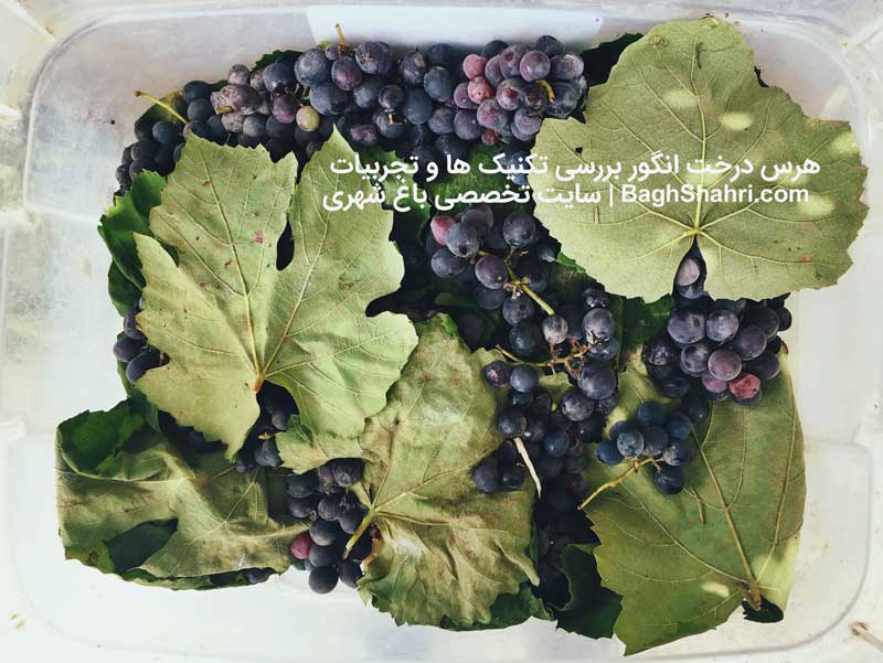 هرس درخت انگور بررسی تکنیک ها و تجربیات