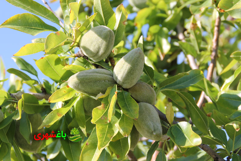 کاشت بادام؛ بررسی تکنیک ها و تجربیات  