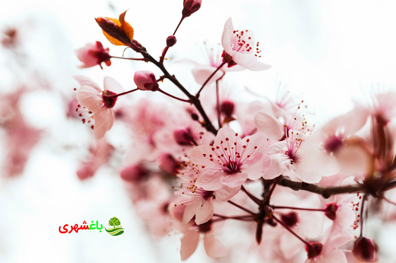کاشت بادام؛ بررسی تکنیک ها و تجربیات  