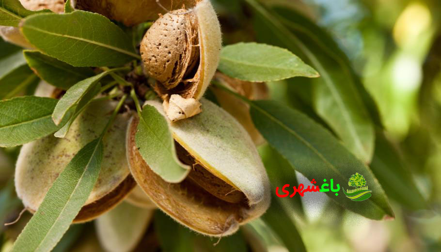 کاشت بادام؛ بررسی تکنیک ها و تجربیات  