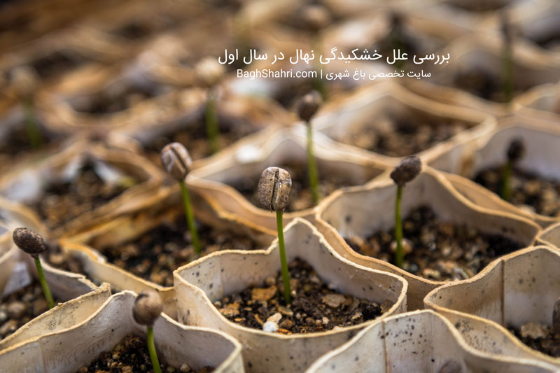 بررسی خشکیدگی نهال در سال اول