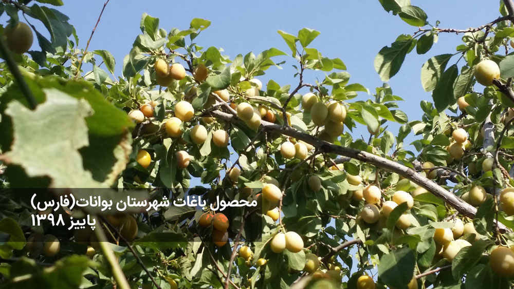 الو بخارای ارگانیک بوانات 