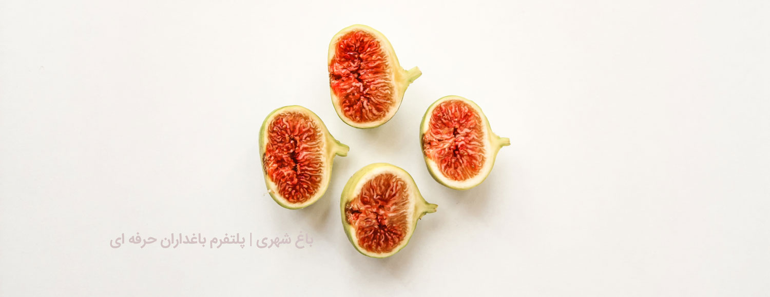  خرید انجیر خشک درجه یک استهبان