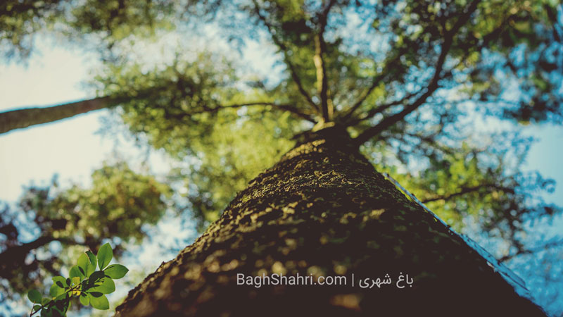 مهم ترین نکات باغداری حرفه ای