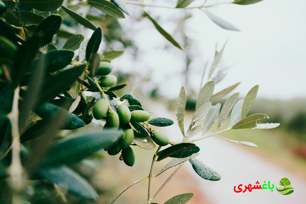 کاشت زیتون؛ الگوی کاشت و کوددهی چگونه انجام می شود؟ 