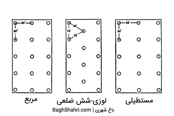 روش های مختلف کاشت درخت