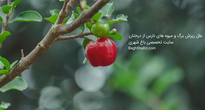 علل ریزش برگ و میوه های نارس از درختان