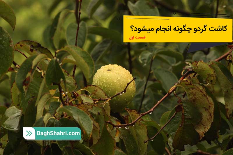 کاشت گردو چگونه انجام میشود؟ قسمت اول