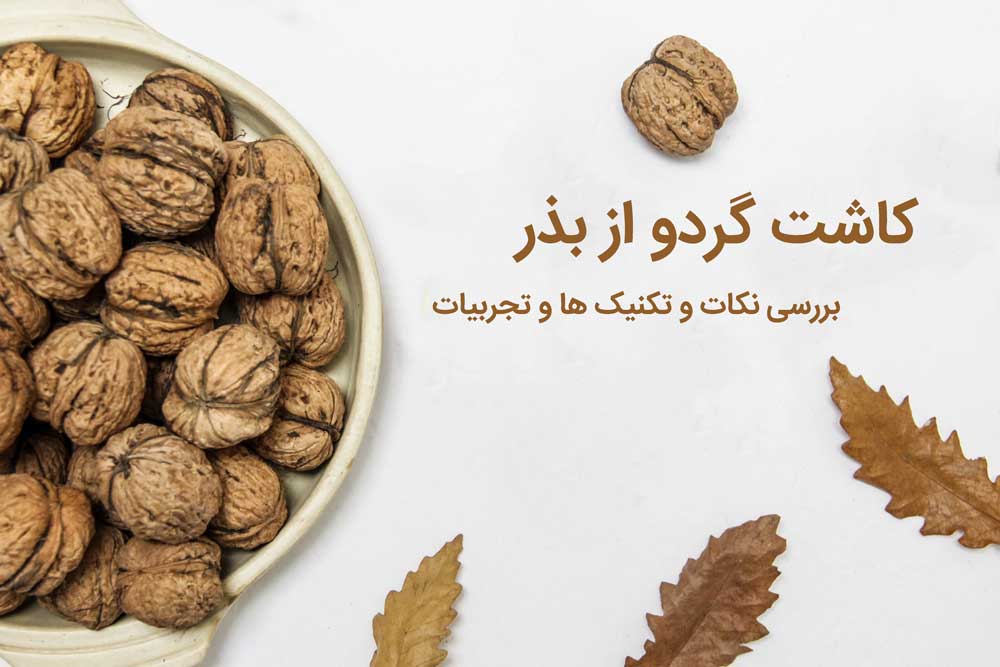کاشت گردو از بذر