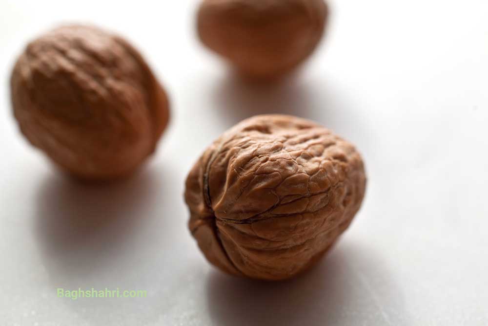 کاشت گردو از بذر
