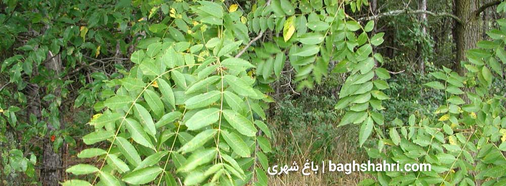 کاشت گردو از بذر